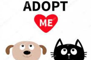 Animales  Perros y Gatos en adopcion